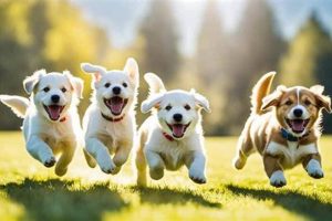 Safe & Free Dogs: Car Travel Tips | My Caring Dog – Tips, Stories, and Care Guides for Loving Pet Owners