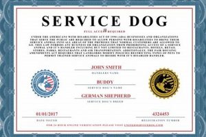 Best Service Dog Training Certification Programs | My Caring Dog – Tips, Stories, and Care Guides for Loving Pet Owners