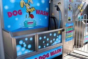 Best Car Wash with Dog Bath Services Near You | My Caring Dog – Tips, Stories, and Care Guides for Loving Pet Owners