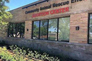 Saving Animals: Community Rescue Efforts | My Caring Dog – Tips, Stories, and Care Guides for Loving Pet Owners