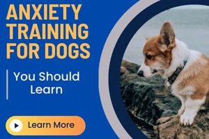 Dog Anxiety Training Near Me | My Caring Dog – Tips, Stories, and Care Guides for Loving Pet Owners