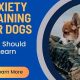 Dog Anxiety Training Near Me | My Caring Dog – Tips, Stories, and Care Guides for Loving Pet Owners