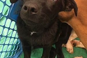 Best Labrador Rescue Centers in St. Louis, MO My Caring Dog – Tips, Stories, and Care Guides for Loving Pet Owners Best Labrador Rescue Centers in St. Louis, MO | My Caring Dog – Tips, Stories, and Care Guides for Loving Pet Owners