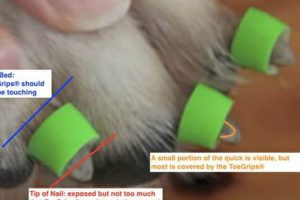 Essential Dog Toenail Care Tips & Tricks My Caring Dog – Tips, Stories, and Care Guides for Loving Pet Owners Essential Dog Toenail Care Tips & Tricks | My Caring Dog – Tips, Stories, and Care Guides for Loving Pet Owners
