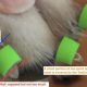 Essential Dog Toenail Care Tips & Tricks | My Caring Dog – Tips, Stories, and Care Guides for Loving Pet Owners