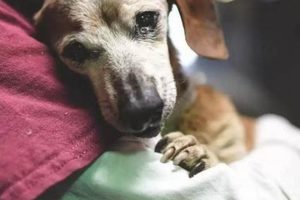 Does My Dog Know I Love & Care For Him? | My Caring Dog – Tips, Stories, and Care Guides for Loving Pet Owners