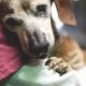 Does My Dog Know I Love & Care For Him? | My Caring Dog – Tips, Stories, and Care Guides for Loving Pet Owners