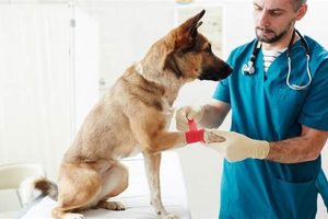 Best Aid Dogs for Cars: A Guide | My Caring Dog – Tips, Stories, and Care Guides for Loving Pet Owners