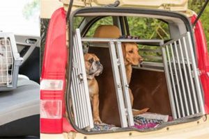 Top Cars for Dog Crates: Safe Travels | My Caring Dog – Tips, Stories, and Care Guides for Loving Pet Owners