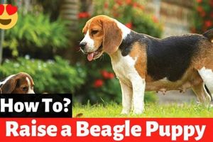 Ultimate Beagle Care Guide: Tips & Tricks My Caring Dog – Tips, Stories, and Care Guides for Loving Pet Owners Ultimate Beagle Care Guide: Tips & Tricks | My Caring Dog – Tips, Stories, and Care Guides for Loving Pet Owners