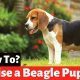 Ultimate Beagle Care Guide: Tips & Tricks | My Caring Dog – Tips, Stories, and Care Guides for Loving Pet Owners