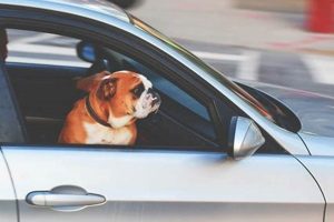 How Long Can You Leave Your Dog In The Car | My Caring Dog – Tips, Stories, and Care Guides for Loving Pet Owners