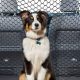 Best Car Dog Guards for Safe Pet Travel | My Caring Dog – Tips, Stories, and Care Guides for Loving Pet Owners