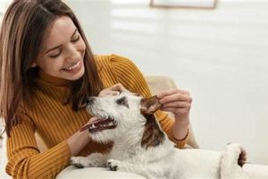 Best Dog Care &amp; Walks Near Me | Local &amp; Trusted | My Caring Dog – Tips, Stories, and Care Guides for Loving Pet Owners