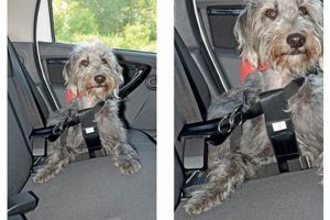 Best Dog Car Harness at Halfords: Safe & Secure My Caring Dog – Tips, Stories, and Care Guides for Loving Pet Owners Best Dog Car Harness at Halfords: Safe & Secure | My Caring Dog – Tips, Stories, and Care Guides for Loving Pet Owners