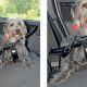 Best Dog Car Harness at Halfords: Safe & Secure | My Caring Dog – Tips, Stories, and Care Guides for Loving Pet Owners