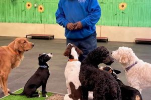 Best Dog Training Center: Proven Methods My Caring Dog – Tips, Stories, and Care Guides for Loving Pet Owners Best Dog Training Center: Proven Methods | My Caring Dog – Tips, Stories, and Care Guides for Loving Pet Owners