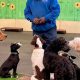 Best Dog Training Center: Proven Methods | My Caring Dog – Tips, Stories, and Care Guides for Loving Pet Owners