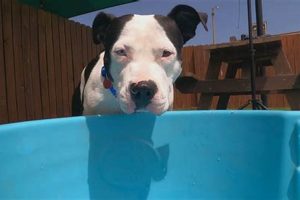 Best St. Louis Dog Rescue Centers Near You | My Caring Dog – Tips, Stories, and Care Guides for Loving Pet Owners