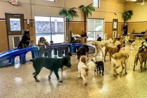 Dog Care Places | My Caring Dog – Tips, Stories, and Care Guides for Loving Pet Owners