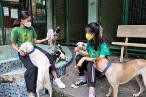 Car Dog's Best Animal Rescue Centers Near You | My Caring Dog – Tips, Stories, and Care Guides for Loving Pet Owners