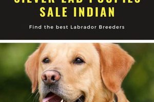 Find Free Lab Puppies in Indiana (By Owner) | My Caring Dog – Tips, Stories, and Care Guides for Loving Pet Owners