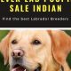 Find Free Lab Puppies in Indiana (By Owner) | My Caring Dog – Tips, Stories, and Care Guides for Loving Pet Owners