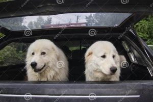 Two Dogs In A Car My Caring Dog – Tips, Stories, and Care Guides for Loving Pet Owners Two Dogs In A Car | My Caring Dog – Tips, Stories, and Care Guides for Loving Pet Owners