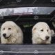 Two Dogs In A Car | My Caring Dog – Tips, Stories, and Care Guides for Loving Pet Owners