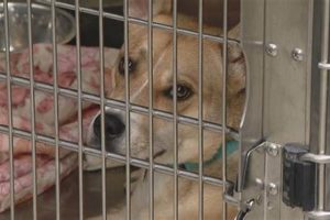 St. Louis County Animal Control Services | My Caring Dog – Tips, Stories, and Care Guides for Loving Pet Owners