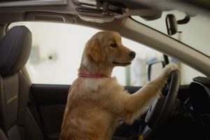 Dog Commercial Car My Caring Dog – Tips, Stories, and Care Guides for Loving Pet Owners Dog Commercial Car | My Caring Dog – Tips, Stories, and Care Guides for Loving Pet Owners