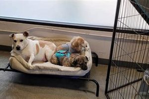 Best Dog Day Care in South Lake Tahoe, CA | My Caring Dog – Tips, Stories, and Care Guides for Loving Pet Owners