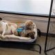 Best Dog Day Care in South Lake Tahoe, CA | My Caring Dog – Tips, Stories, and Care Guides for Loving Pet Owners