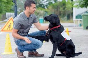 Animal Training Jobs | My Caring Dog – Tips, Stories, and Care Guides for Loving Pet Owners