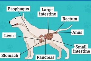 Dog's Or Dogs' My Caring Dog – Tips, Stories, and Care Guides for Loving Pet Owners Dog's Or Dogs' | My Caring Dog – Tips, Stories, and Care Guides for Loving Pet Owners