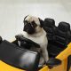 Best Dog Toy Cars: Durable & Fun | My Caring Dog – Tips, Stories, and Care Guides for Loving Pet Owners