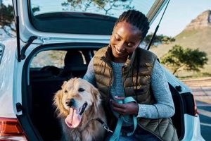 Driving with Dogs to Spain: Rules & Tips | My Caring Dog – Tips, Stories, and Care Guides for Loving Pet Owners