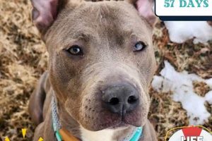 Ultimate Care Guide for Your Car Dog My Caring Dog – Tips, Stories, and Care Guides for Loving Pet Owners Ultimate Care Guide for Your Car Dog | My Caring Dog – Tips, Stories, and Care Guides for Loving Pet Owners