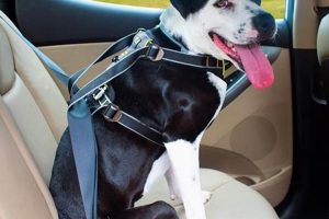 Restrain Dog In Car | My Caring Dog – Tips, Stories, and Care Guides for Loving Pet Owners