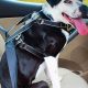 Restrain Dog In Car | My Caring Dog – Tips, Stories, and Care Guides for Loving Pet Owners