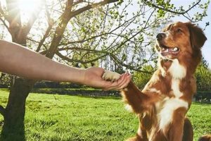 Dog In Training My Caring Dog – Tips, Stories, and Care Guides for Loving Pet Owners Dog In Training | My Caring Dog – Tips, Stories, and Care Guides for Loving Pet Owners
