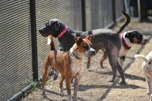 Adopt San Antonio Shelter Dogs: Car Companions My Caring Dog – Tips, Stories, and Care Guides for Loving Pet Owners Adopt San Antonio Shelter Dogs: Car Companions | My Caring Dog – Tips, Stories, and Care Guides for Loving Pet Owners