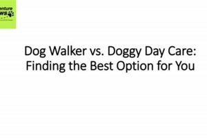 Best Doggy Day Care vs. Dog Walker Services My Caring Dog – Tips, Stories, and Care Guides for Loving Pet Owners Best Doggy Day Care vs. Dog Walker Services | My Caring Dog – Tips, Stories, and Care Guides for Loving Pet Owners