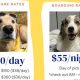 Average Dog Day Care Costs & Pricing Guide | My Caring Dog – Tips, Stories, and Care Guides for Loving Pet Owners