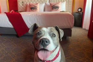 Adopt St. Louis Rescue Dogs: Find Your Car Buddy | My Caring Dog – Tips, Stories, and Care Guides for Loving Pet Owners