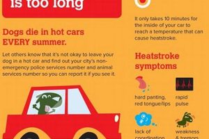 Don't Leave Dog Food in Hot Cars: Dangers & Tips My Caring Dog – Tips, Stories, and Care Guides for Loving Pet Owners Don't Leave Dog Food in Hot Cars: Dangers & Tips | My Caring Dog – Tips, Stories, and Care Guides for Loving Pet Owners