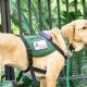 Getting a Service Dog for Parkinson's: A Guide | My Caring Dog – Tips, Stories, and Care Guides for Loving Pet Owners