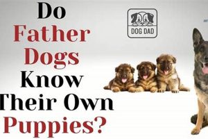 Do Male Dogs Help with Puppies? The Truth | My Caring Dog – Tips, Stories, and Care Guides for Loving Pet Owners