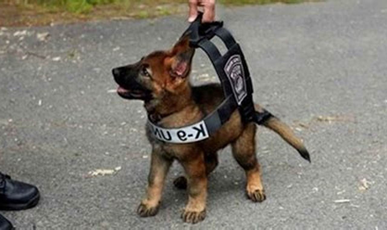 Top K9 Puppies for Car Safety | My Caring Dog – Tips, Stories, and Care Guides for Loving Pet Owners