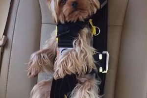 Dog Seat Belt Laws: Must Dogs Be Buckled Up? | My Caring Dog – Tips, Stories, and Care Guides for Loving Pet Owners